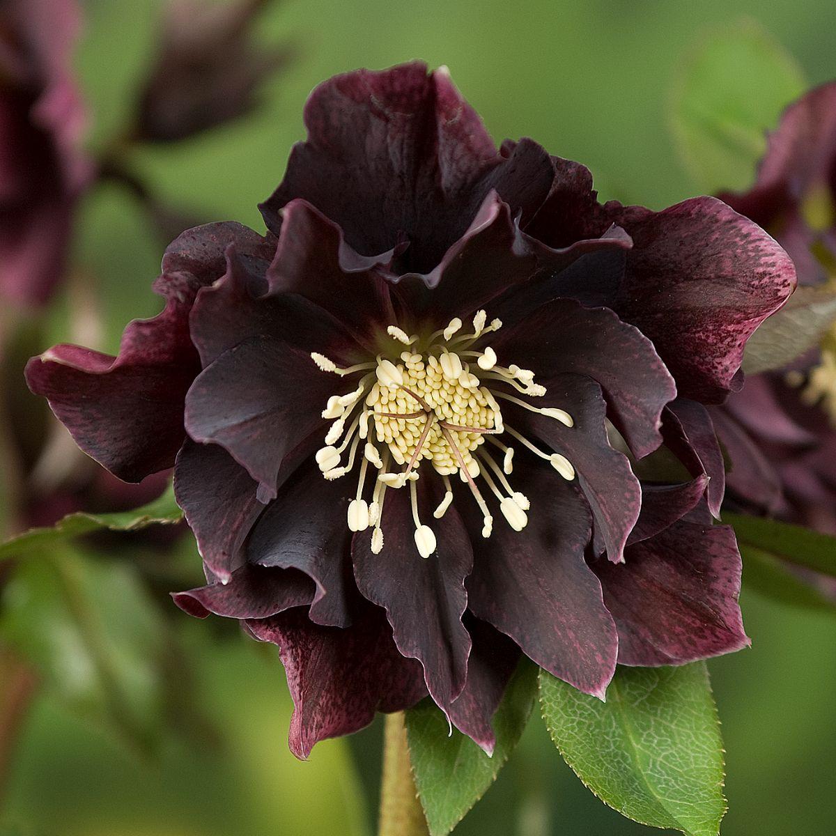 Helleborus Orientalis Double Ellen Purple | Leo Berbee Bulb Company